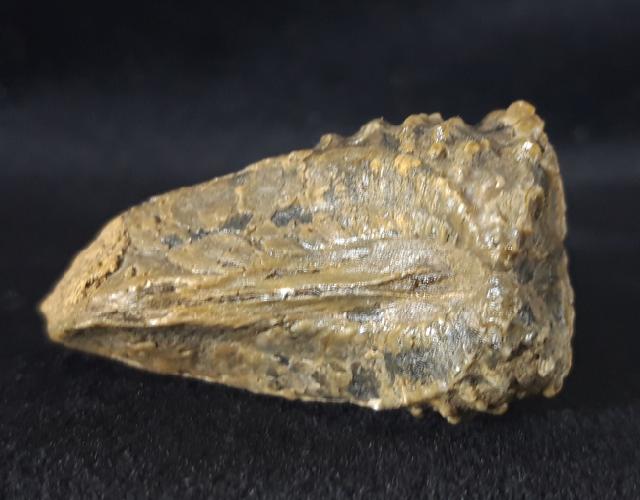 Scaphotrigonia navis (LAMARCK 1819) - Bild &copy; FossNet FossilienStore